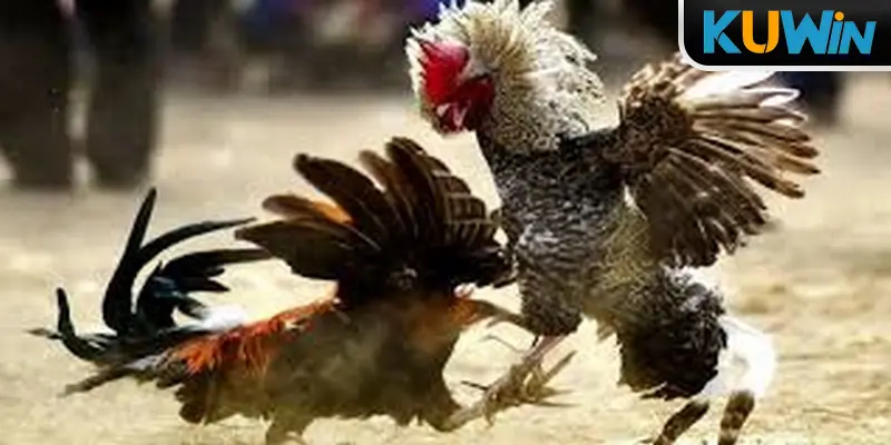 Đá Gà Kuwin - Nơi Mang Đến Trải Nghiệm Đỉnh Cao Cho Tân Thủ 3 Đa dạng các hình thức đá gà Kuwin cho người chơi lựa chọn