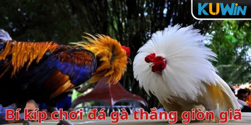 Đá Gà Kuwin - Nơi Mang Đến Trải Nghiệm Đỉnh Cao Cho Tân Thủ 4 Lựa chọn chiến kê tốt khi tham gia đá gà Kuwin