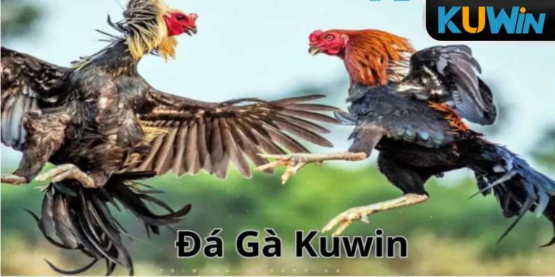 Đá Gà Kuwin - Nơi Mang Đến Trải Nghiệm Đỉnh Cao Cho Tân Thủ 2 Thông tin giới thiệu sơ bộ về đá gà Kuwin