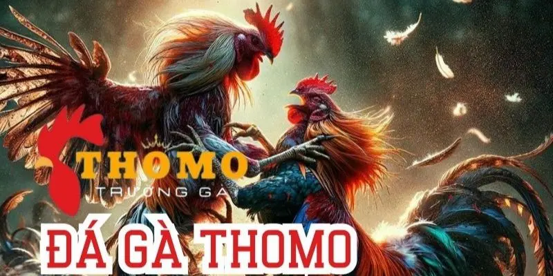 Đá Gà Thomo là gì? Bỏ túi những bí quyết cá cược dễ trúng 4 Những bí quyết giúp cá cược Thomo tăng tỷ lệ thưởng