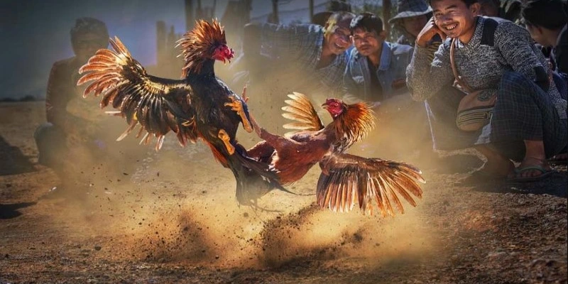 Trực tiếp đá gà Mộc Bài: Các trận đấu đỉnh cao cực hấp dẫn 2 Tổng quan về hình thức trực tiếp đá gà Mộc Bài